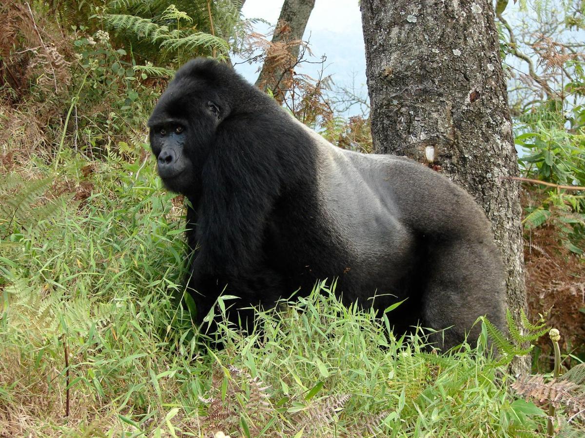 Clouds Mountain Gorilla Lodge Kisoro Екстер'єр фото